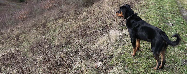 How to Train a Rottweiler to Hunt